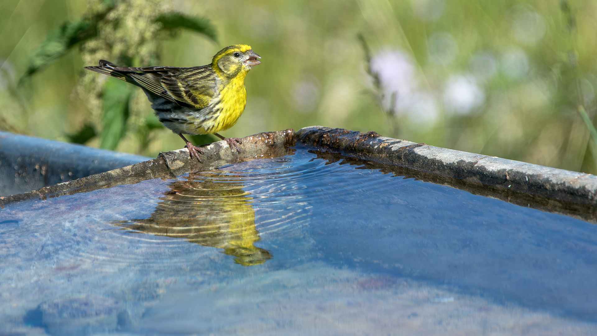 European Serin